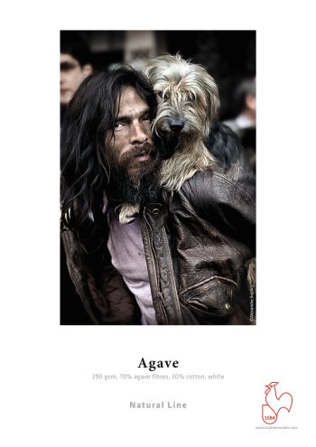 Agave Img